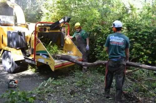 tree services Chino Valley